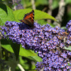 Buddleja Plant - Lochinch