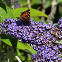 Buddleja Plant - Lochinch