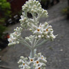 Buddleja Plant - Silver Anniversary
