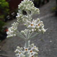 Buddleja Plant - Silver Anniversary
