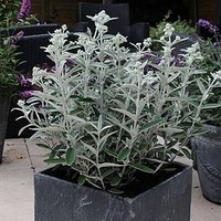 Buddleja Plant - Silver Anniversary