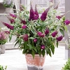 Buddleja Plant - Sugar Plum