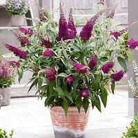 Buddleja Plant - Sugar Plum