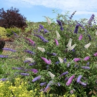 Buddleja Tricolour