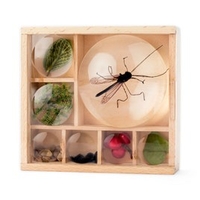 Bug Box