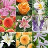 Bulb Lucky Dip Offer