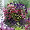 Bumper Basket Collection