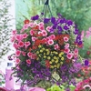 Bumper Basket Super Plug Plants - Collection