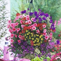 Bumper Basket Super Plug Plants - Collection