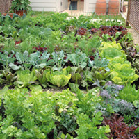 Bumper Veg Plant Collection
