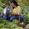 Bumper Vegetable Plants - Collection