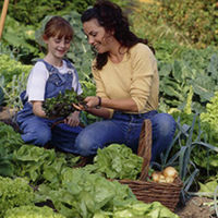 Bumper Vegetable Plants - Collection