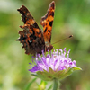Butterfly Mix Seeds