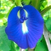 Butterfly Pea Seeds