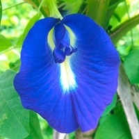 Butterfly Pea Seeds