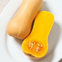Butternut Squash Plant - Butterscotch