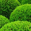 Buxus Ball Plants