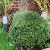 Buxus sempervirens