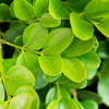 Buxus Sempervirens Bare Roots - 40-60cm