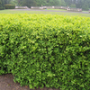 Buxus Sempervirens Bare Roots - 40/60cm