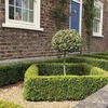 Buxus Sempervirens (Common Box) Plants - 2L Value Hedging Range