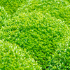 Buxus sempervirens Plant - Topiary Ball