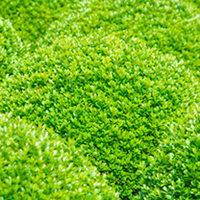 Buxus sempervirens Plant - Topiary Ball