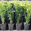Buxus sempervirens Plant