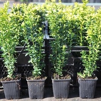 Buxus sempervirens Plant