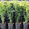 Buxus sempervirens Plant