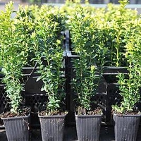 Buxus sempervirens Plant