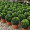 Buxus Sempervivum Ball