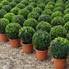 Buxus Sempervivum Ball 23cm Pot & Whiskey Planter