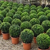 Buxus Sempervivum Ball