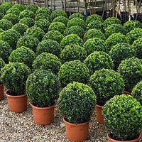 Buxus Sempervivum Ball