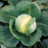 Cabbage Kilaxy F1 Seeds