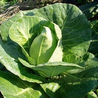 Cabbage (Organic) Seeds - Chateaurenard