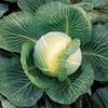 Cabbage Plants - F1 Kilaxy