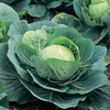 Cabbage Plants - F1 Kilazol