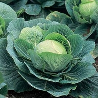 Cabbage Plants - F1 Kilazol