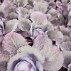 Cabbage Plants - F1 Lodero