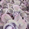 Cabbage Plants - F1 Lodero
