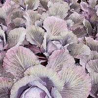 Cabbage Plants - F1 Lodero
