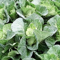 Cabbage Plants - F1 Winterjewel