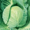 Cabbage Plants - Mozart