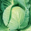 Cabbage Plants - Mozart