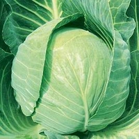 Cabbage Plants - Mozart