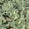 Cabbage Plants - Regency