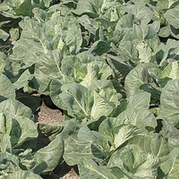 Cabbage Plants - Regency