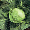Cabbage Plants - Summer Continuity Duo Pack